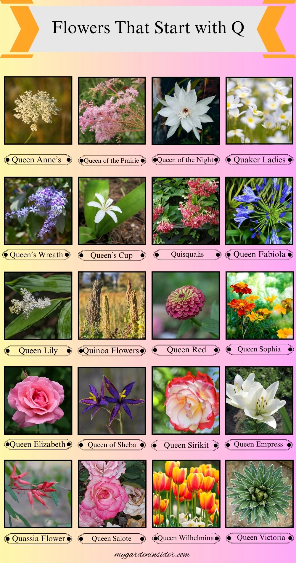 Flowers That Start With the Letter Q
