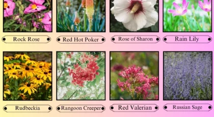 Flowers That Start With the Letter R