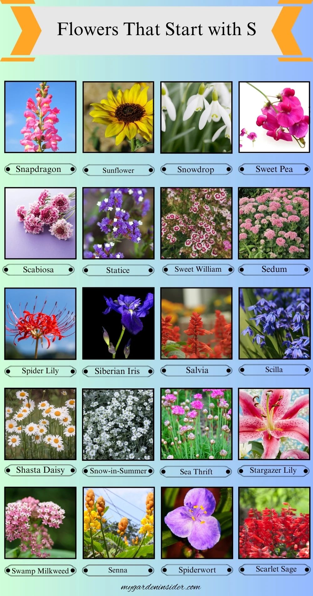 Flowers That Start With the Letter S