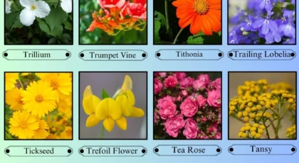 Flowers That Start With the Letter T