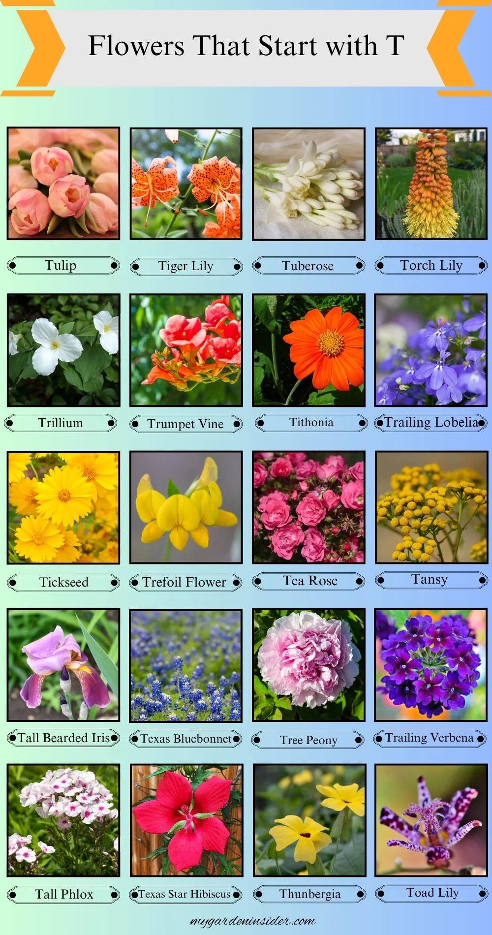 Flowers That Start With the Letter T