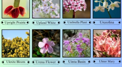 Flowers That Start With the Letter U