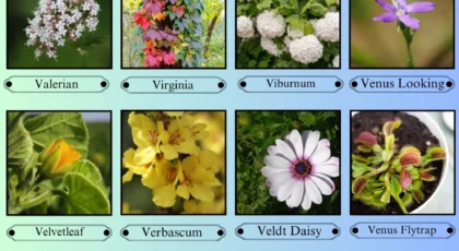 Flowers That Start With the Letter V