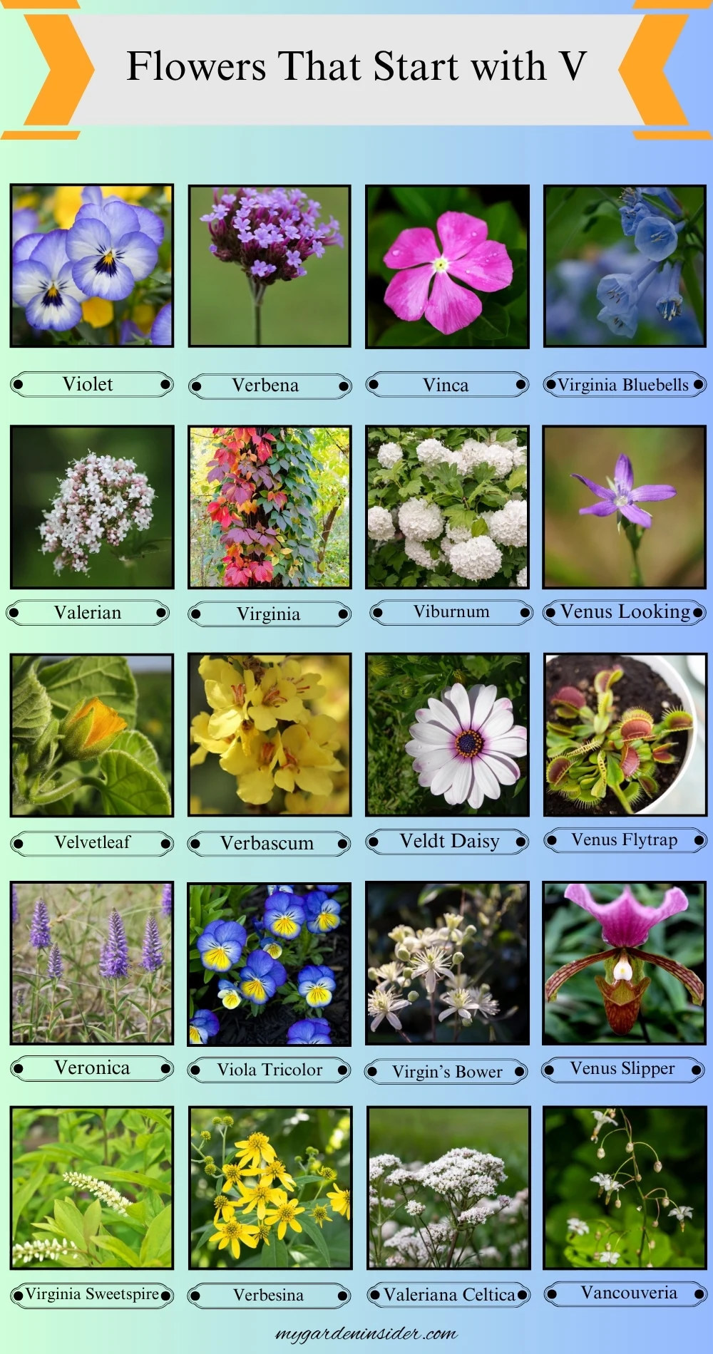 Flowers That Start With the Letter V