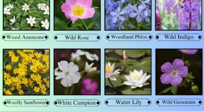 Flowers That Start With the Letter W