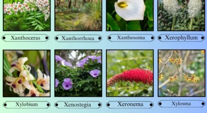 Flowers That Start With the Letter X