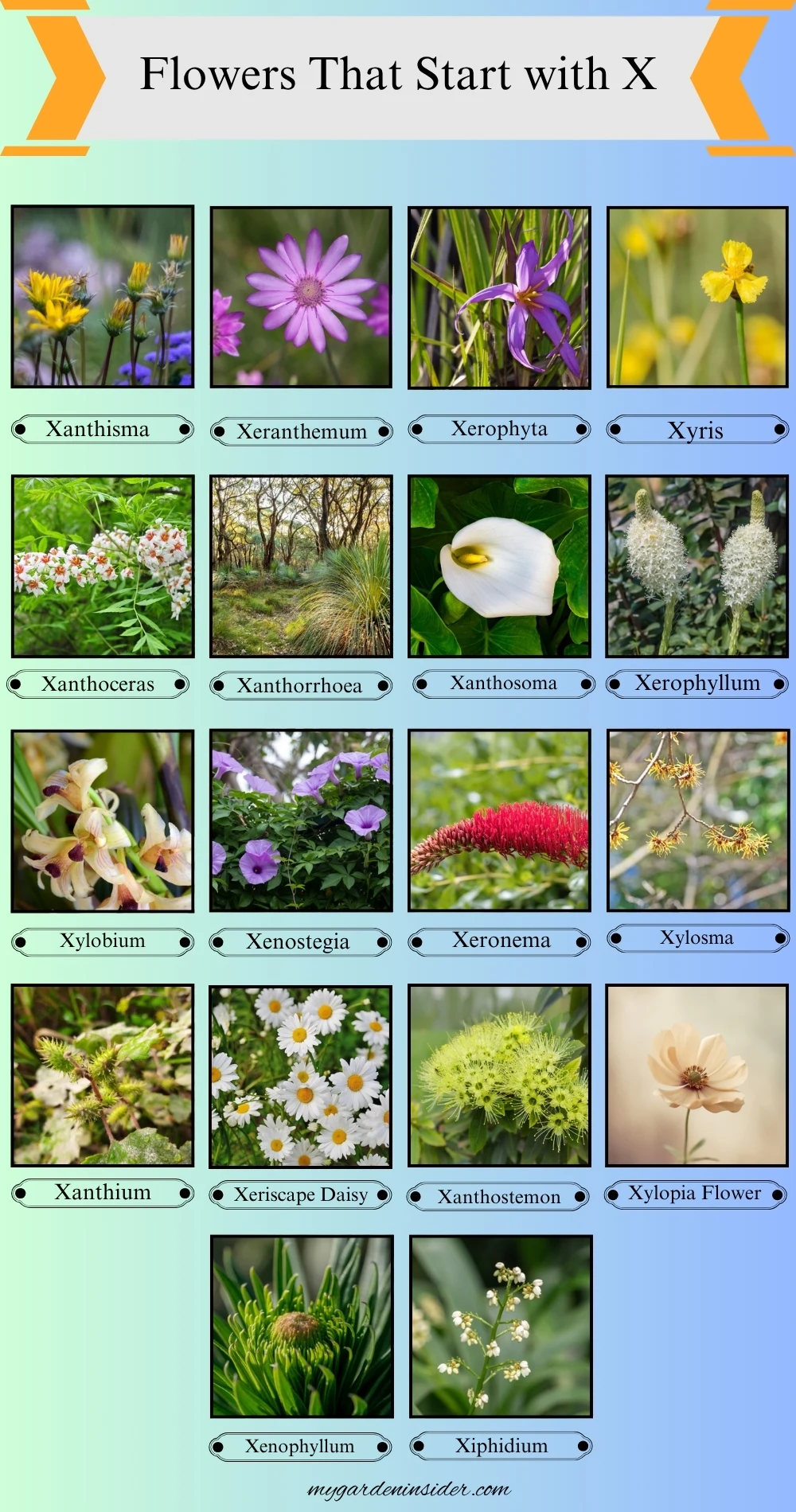 Flowers That Start With the Letter X