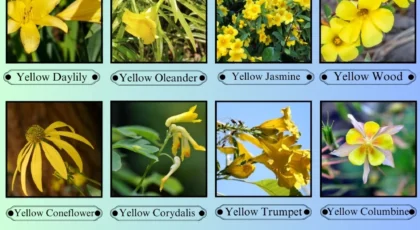Flowers That Start With the Letter Y