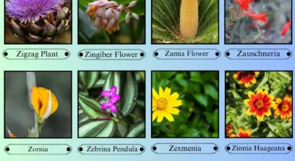 Flowers That Start With the Letter Z