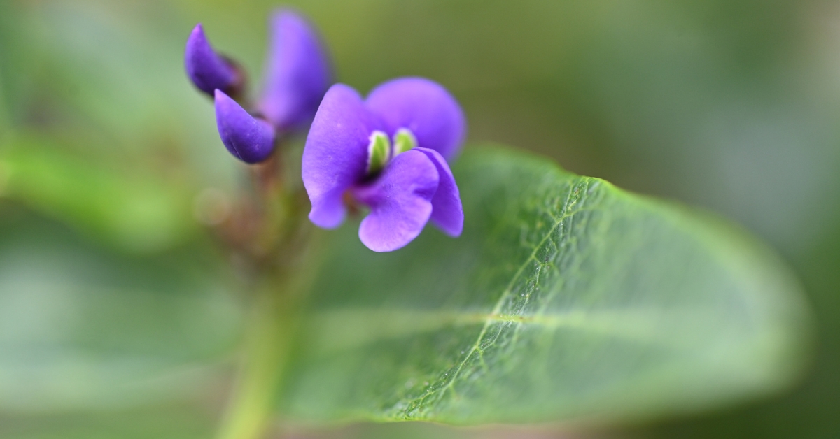 Hardenbergia Violacea