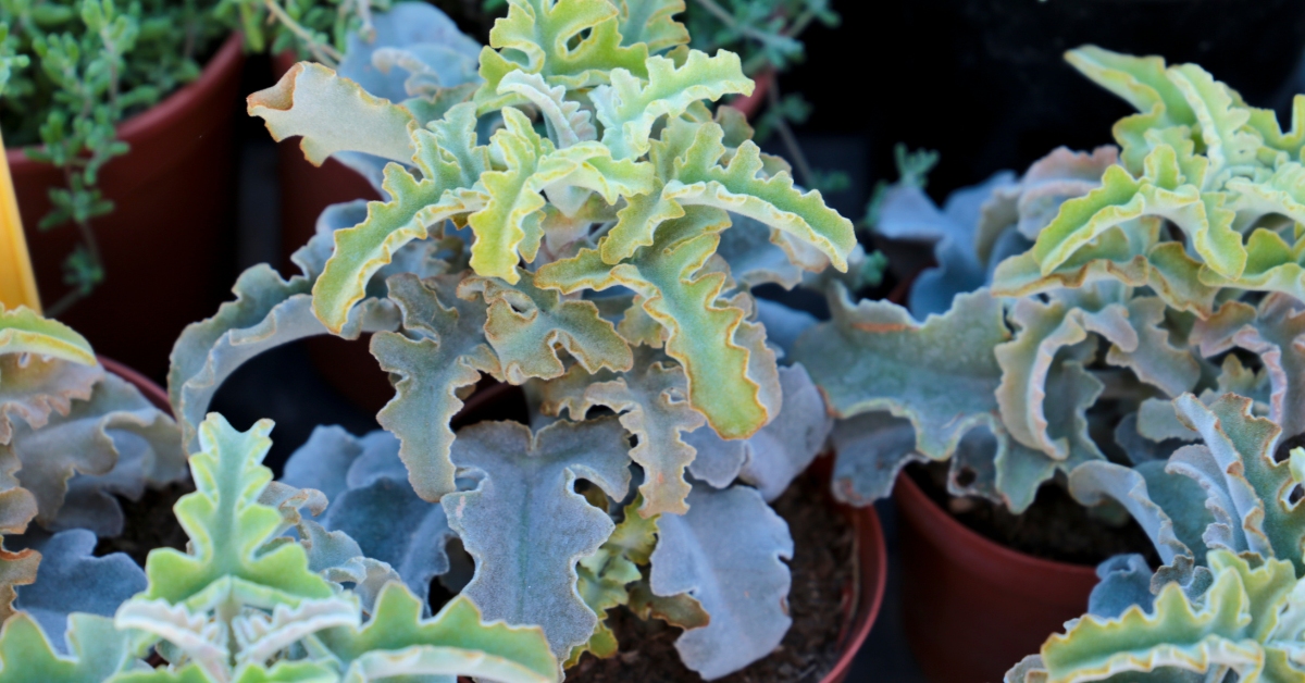 Kalanchoe Beharensis
