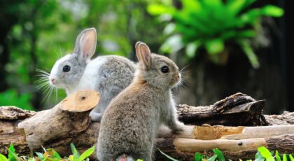 Keep Rabbits Out of Garden