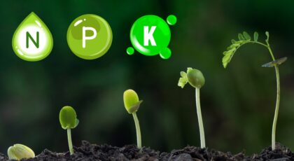 Nutrients for Plant Growth