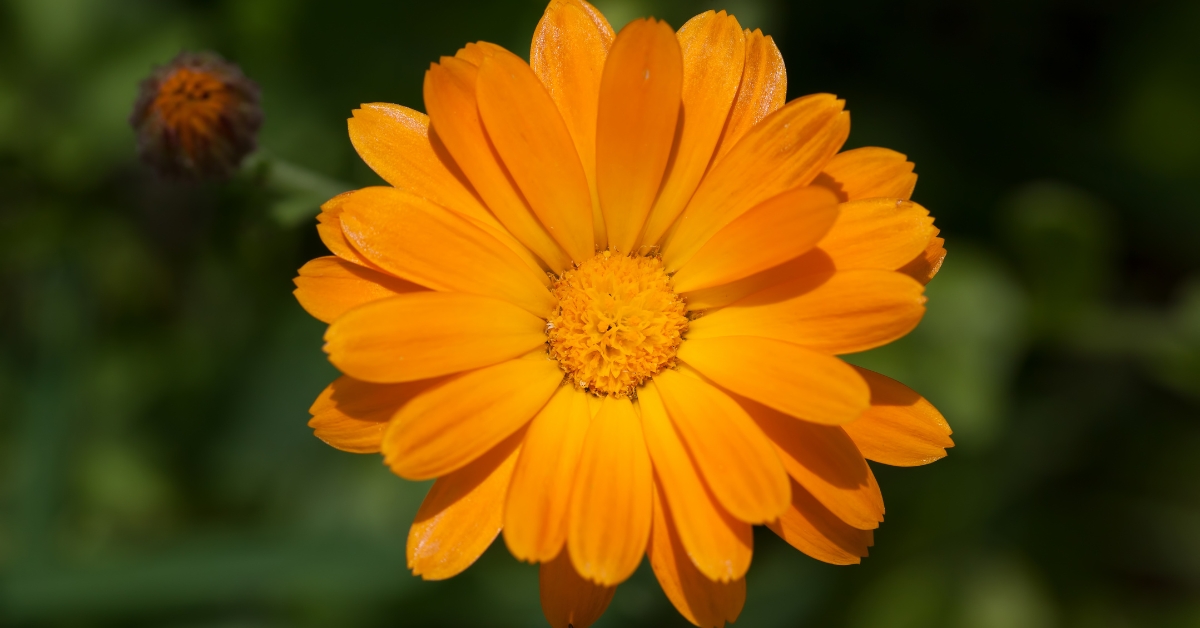 Pot Marigold