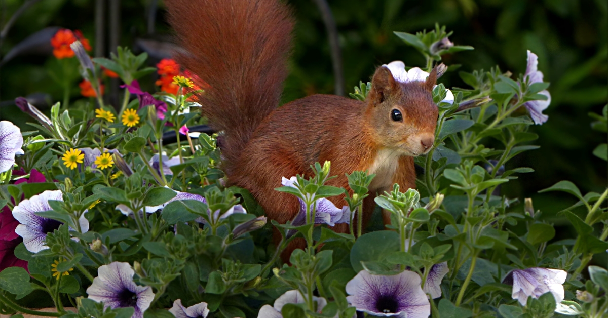 Squirrel in Garden