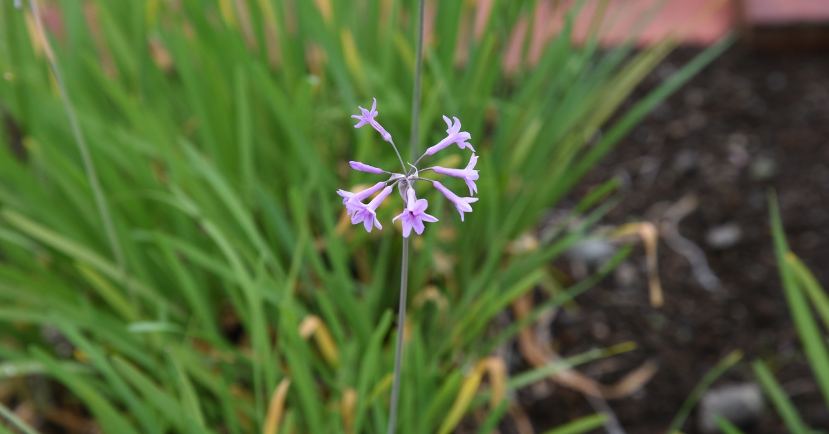 Tulbaghia Violacea
